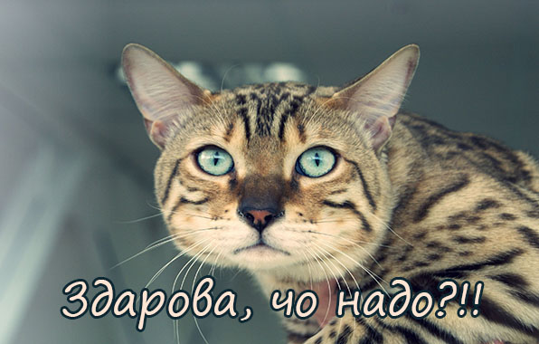 Здарова, чо надо