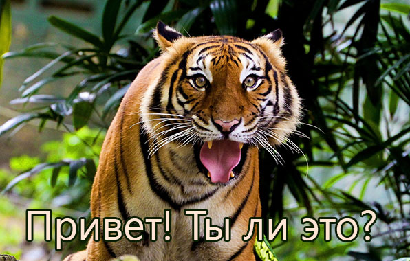 Привет! Ты ли это?