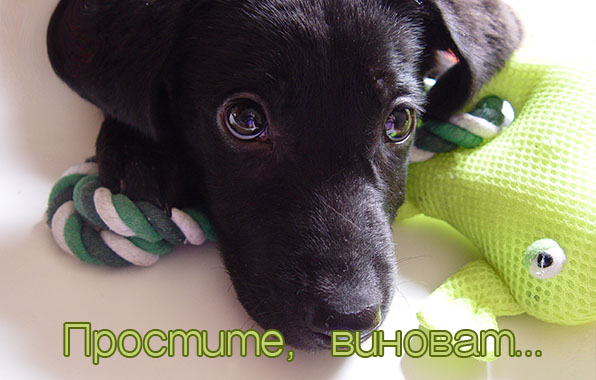 Простите, виноват..