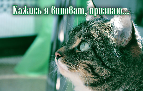 Картинки с надписями.  Кажись я виноват, признаю...