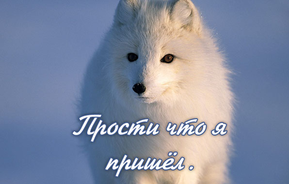 Прости что я пришёл