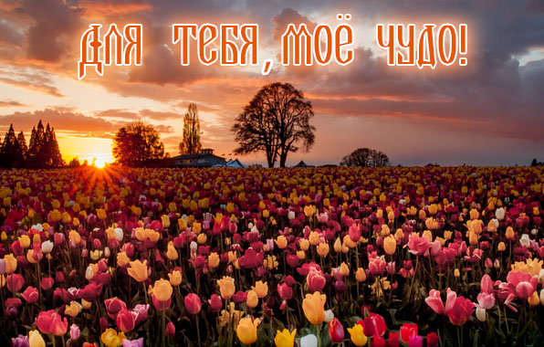 Для тебя, моё чудо