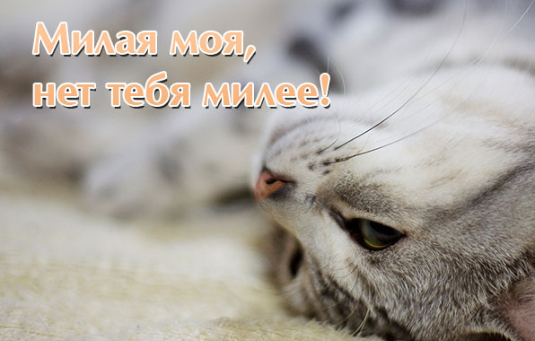 Милая моя, нет тебя милее