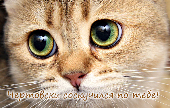 Чертовски соскучился по тебе!