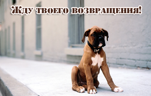 Жду твоего возвращения!