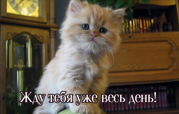 Жду тебя уже весь день!
