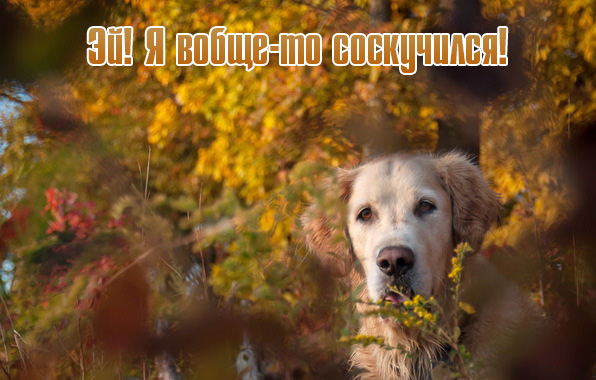 Эй! Я вобще-то соскучился!