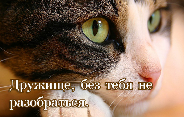 Дружище, без тебя не разобраться