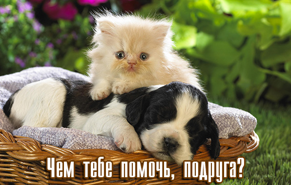 Чем тебе помочь, подруга?