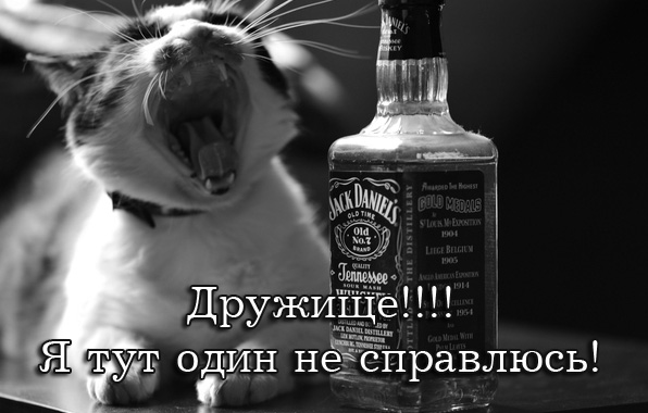 Дружище!!! Я тут один не справляюсь!