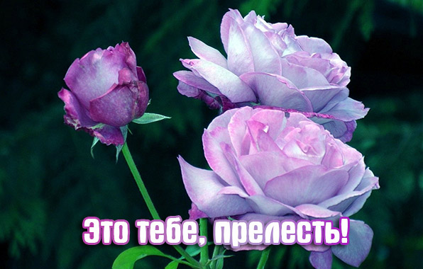 Это тебе, прелесть!