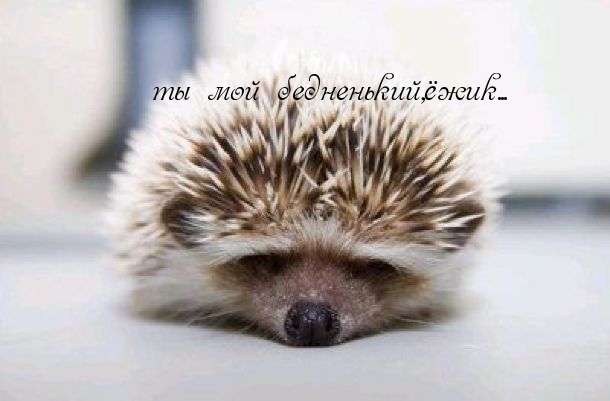 Ты мой бедненький,ёжик