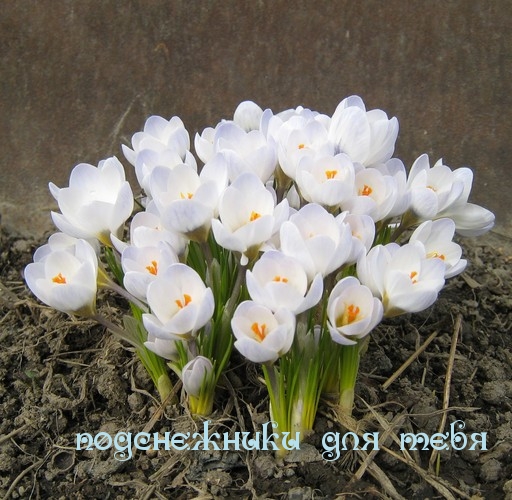 подснежники для тебя