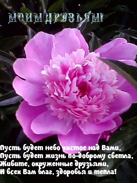 МОИМ ДРУЗЬЯМ!