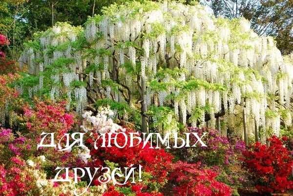 Для любимых друзей