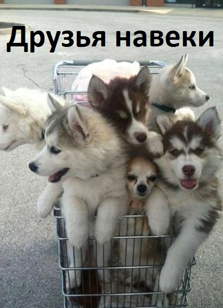 Друзья навсегда