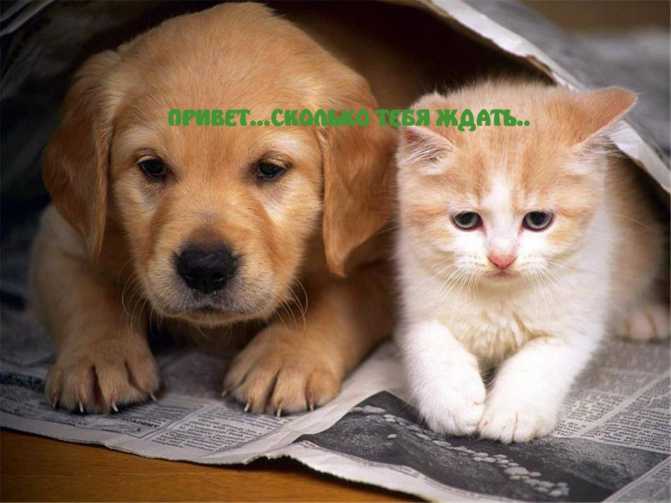 ПРИВЕТ…СКОЛЬКО ТЕБЯ ЖДАТЬ?
