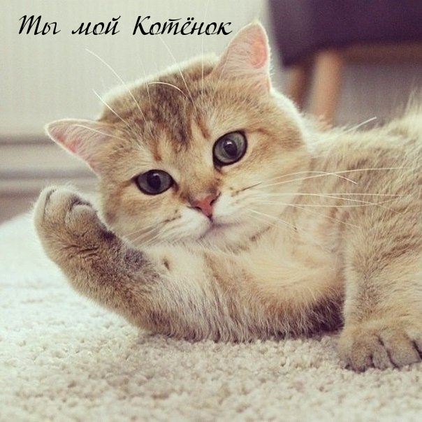 Ты мой Котёнок