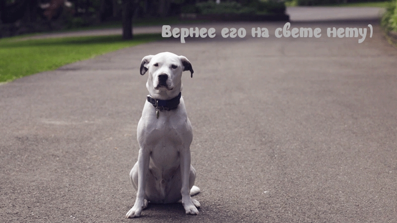 Самый верный на свете