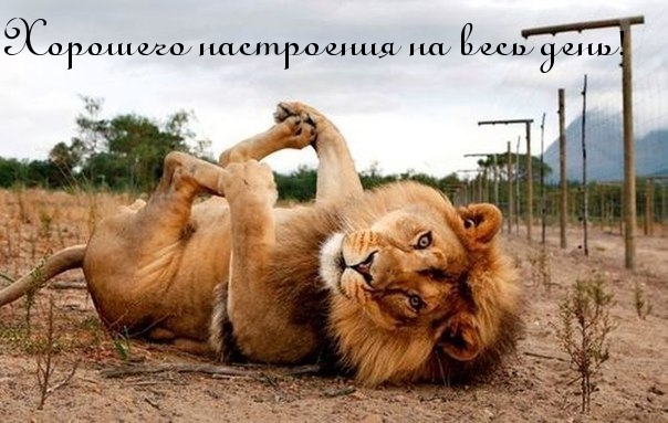 Хорошего настроения!