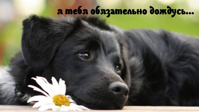 я тебя обязательно дождусь…