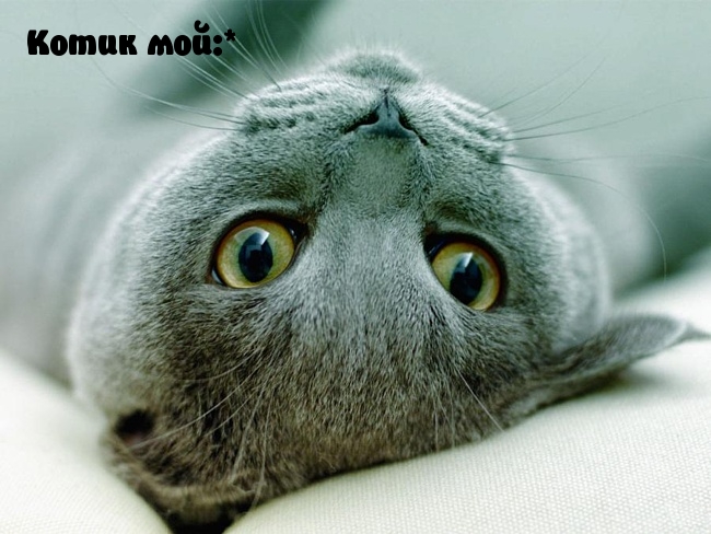 Котик мой…