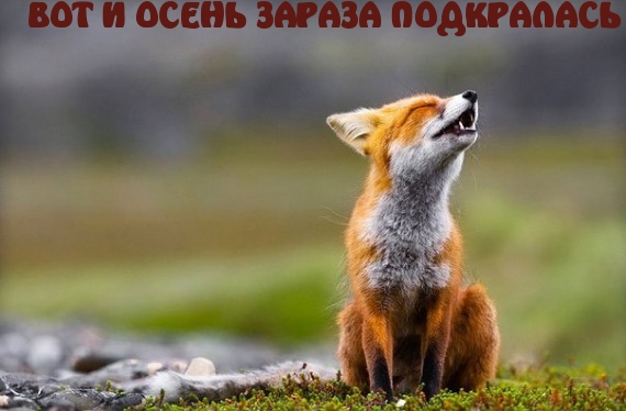 ВОТ И ОСЕНЬ ЗАРАЗА ПОДКРАЛАСЬ