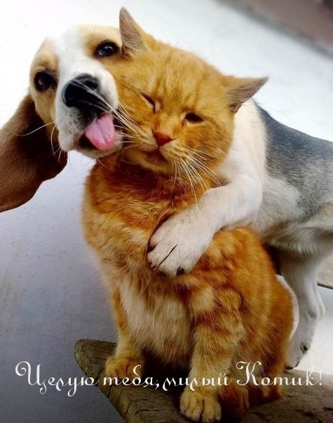 Целую тебя, милый Котик!