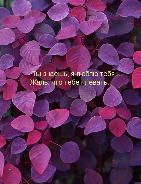 Жаль, что тебе плевать на мою любовь