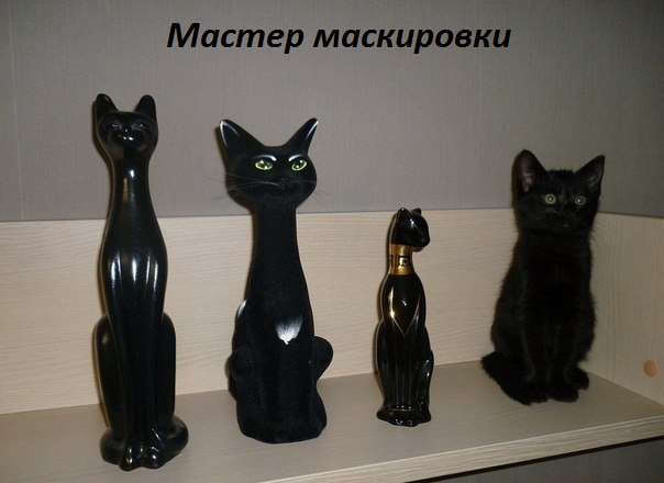 Мастер маскировки