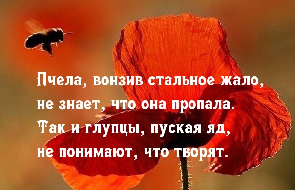 Жало пчелы — яд глупца