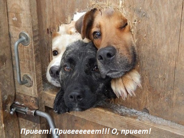 Картинки с надписями.  Привет! Привеееееет!!! О, привет!.