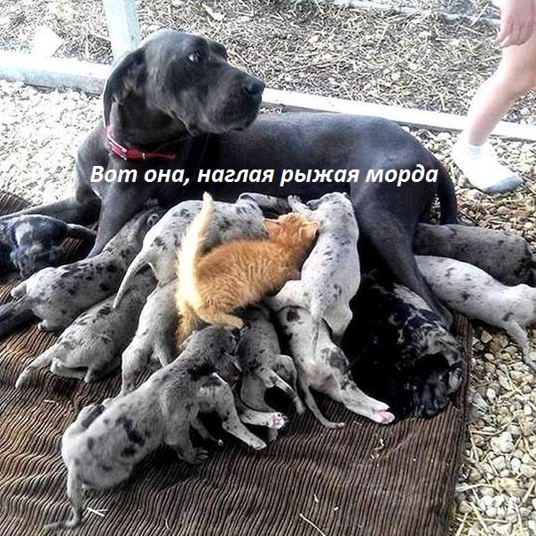 Наглая рыжая морда