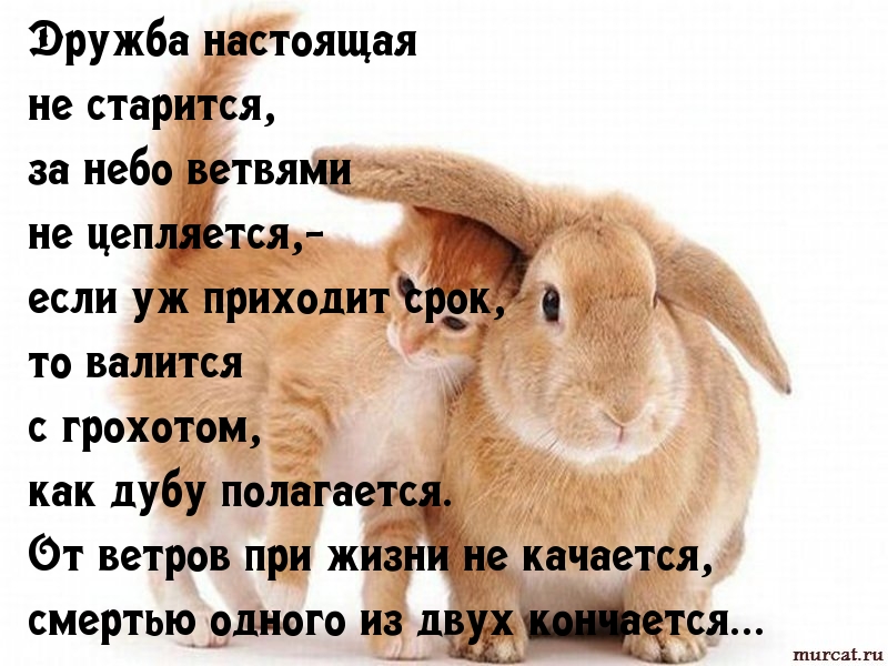Дружба настоящая не старится
