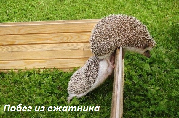 Побег из ежатника