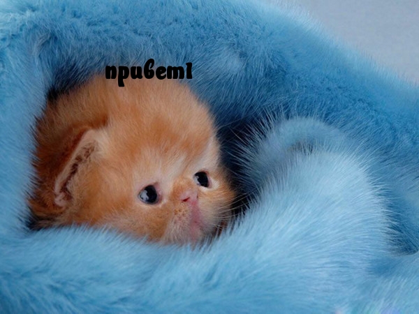 привет