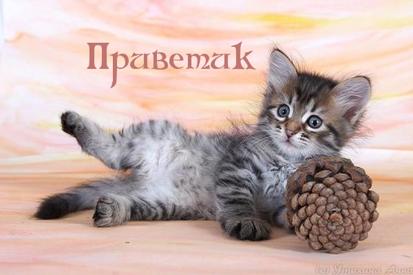 Приветик