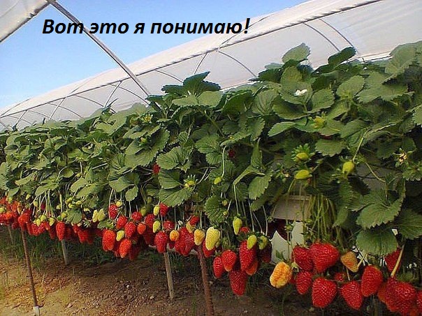 Вот это я понимаю!