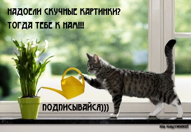 надоели скучные картинки?