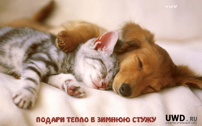 ПОДАРИ ТЕПЛО В ЗИМНЮЮ СТУЖУ