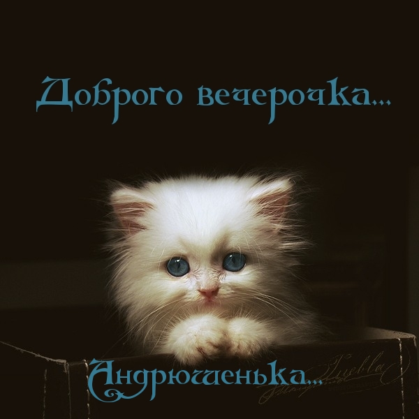 Добрый вечер, Андрюшенька