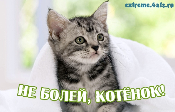 Не болей котенок!