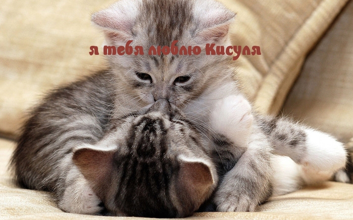 я тебя люблю Кисуля