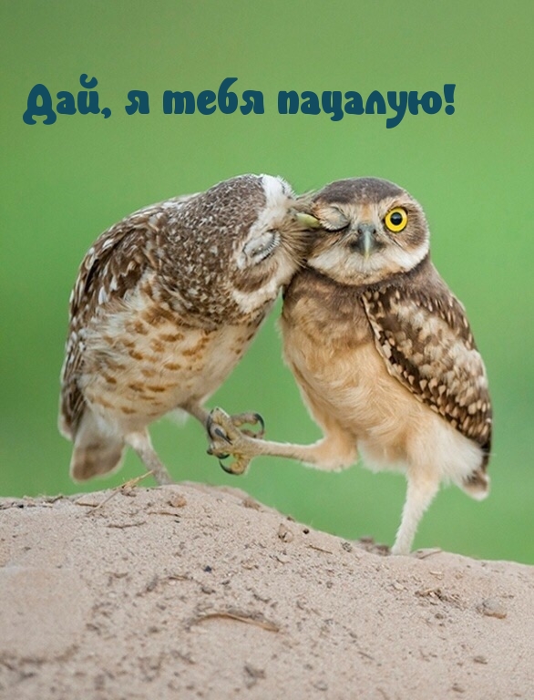 Дай, я тебя пацалую!