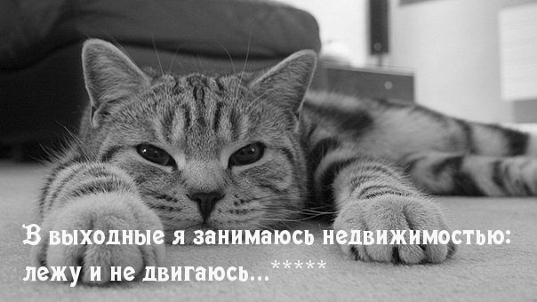 Я — недвижимость по выходным
