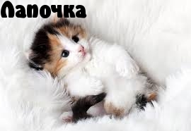 Лапочка