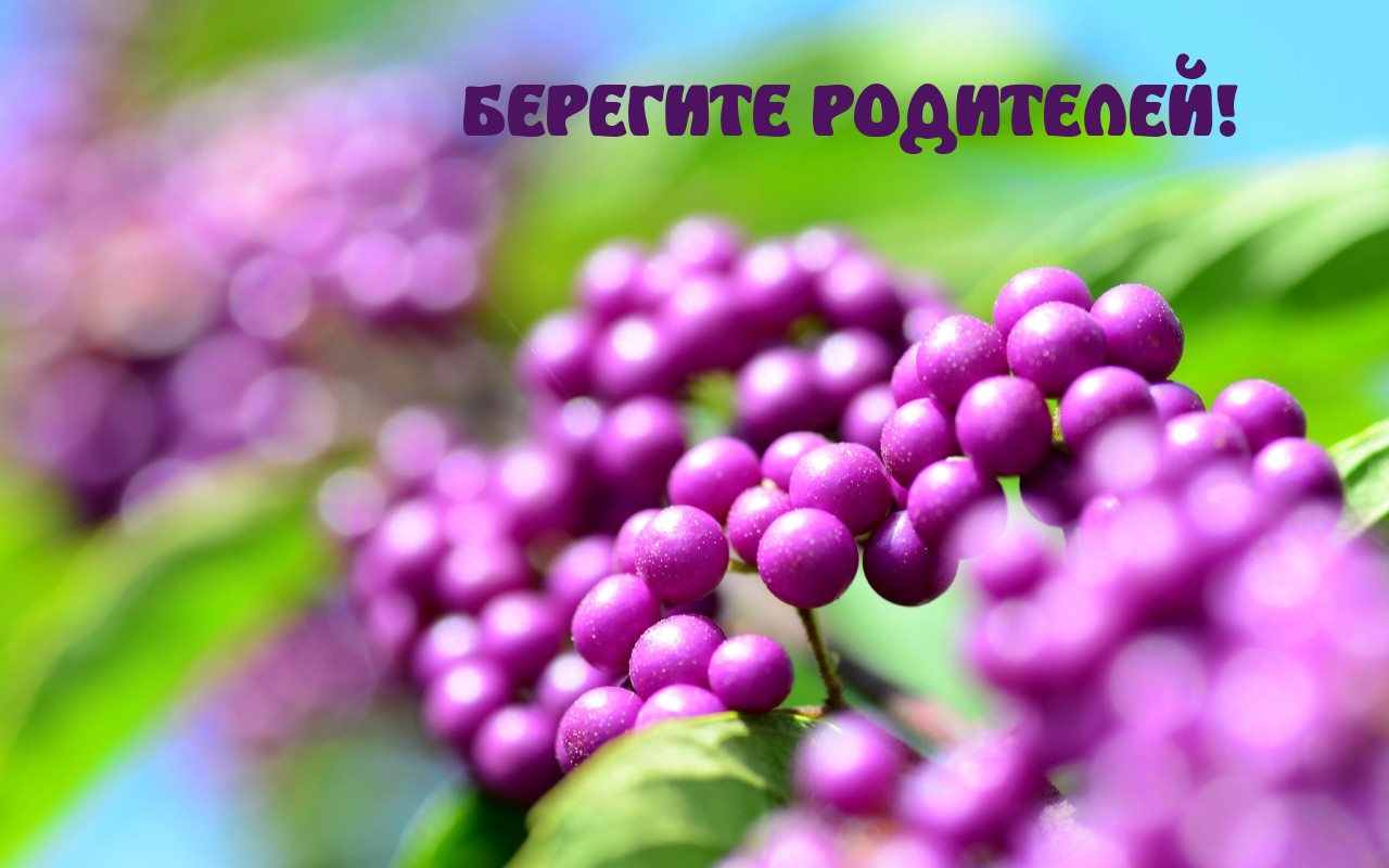 БЕРЕГИТЕ РОДИТЕЛЕЙ!