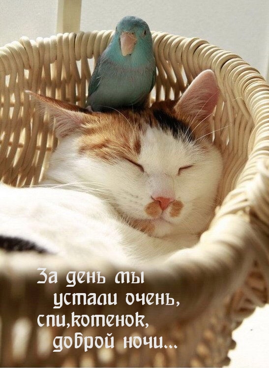 Картинки с надписями.  Доброй ночи, котенок.