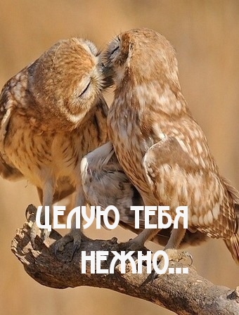 Нежно целую!