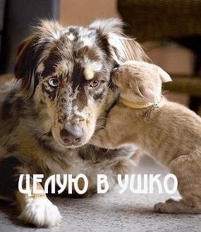 Целую в ушко